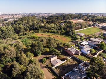 Área verde urbana no bairro de Uvaranas. Uma árvore faz toda diferença!